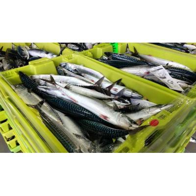 El Gobierno español reparte la cuota de caballa entre la flota del Atlántico nordeste con un significativo incremento