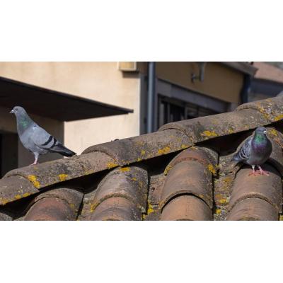 Varias calles del Casco Antiguo reúnen la mayor concentración de palomas de Estella