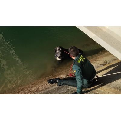 Un perro atrapado y sin fuerzas en el Canal de Navarra: así ha sido el espectacular rescate de Guardia Civil