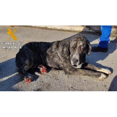 Rescatado un perro atrapado en el Canal de Navarra