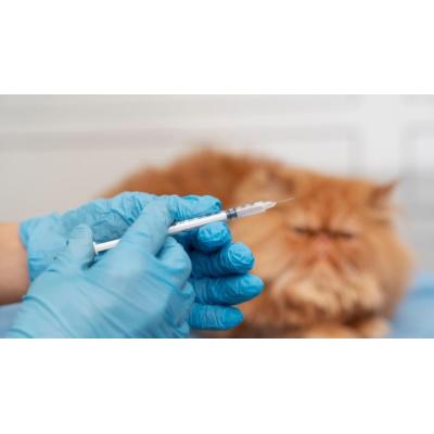 Vacunas en perros y gatos: ¿es necesario ponerlas todas cada año?