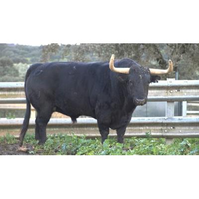 Jandilla | El señorío del Toro