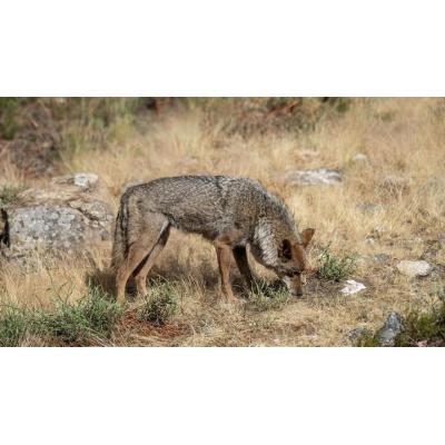 El Supremo avala la caza del lobo sólo si es la única solución para evitar daños al ganado