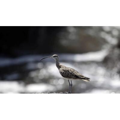 Peralta reedita la Semana del Paisajismo y Medio Ambiente