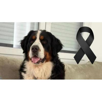 Hallan sin vida en Granada a Cairo, el perro cuyo dueño denunció extorsiones