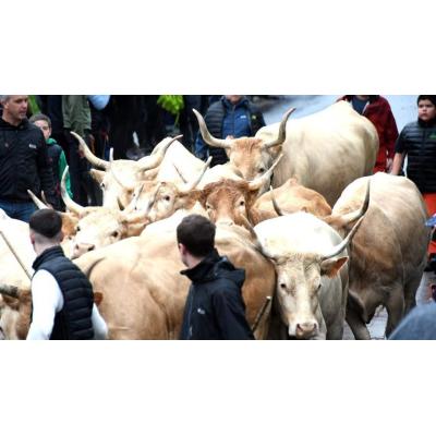 El acuerdo de Mercosur con la UE perjudica en Navarra al vacuno de carne y avícola