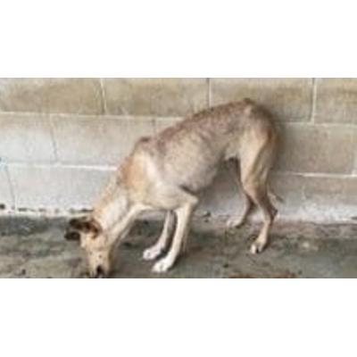 Dos investigados en la Comarca de Pamplona por maltrato animal