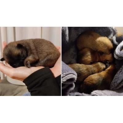 Indignación en Cortes tras rescatar a cuatro cachorros tirados en un contenedor