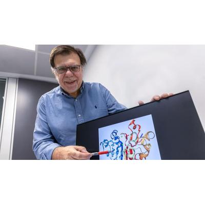 Un estudio de la Clínica Universidad de Navarra demuestra que la desactivación de la proteína APEX1 explica por qué hay fracturas óseas que nunca se curan