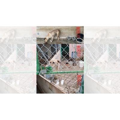 Investigados un hombre y una mujer por el ataque de unos perros que estaban en una guardería canina