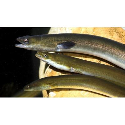 Las CCAA rechazan por tercera vez incluir la anguila como especie en peligro de extinción