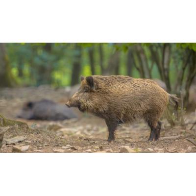 Detectan siete nuevos casos de peste porcina, uno fuera del radio inicial