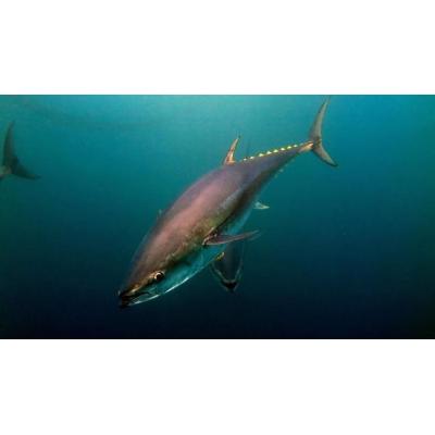 El atún rojo del Atlántico se desplazará hacia el norte como consecuencia del calentamiento del océano, según Azti