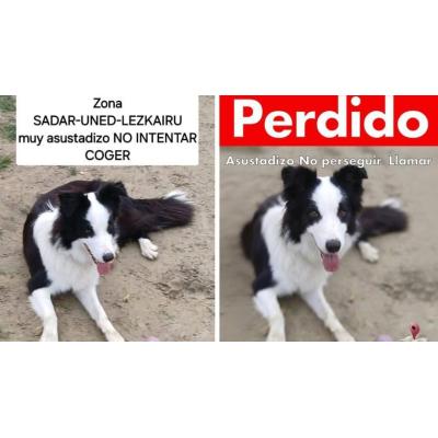 Sultán, el perro rescatado en el Valle de Ezkabarte que ha vuelto a perderse en Mutilva