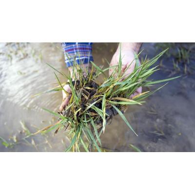 Fotos de campos cultivados con exceso de agua tras las lluvias en Navarra