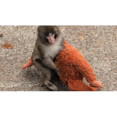 La emotiva historia de Punch, el pequeño mono abandonado que ha conquistado las redes con su inseparable peluche