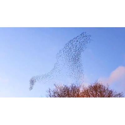 Vídeo con el arte de los estorninos en el cielo pamplonés