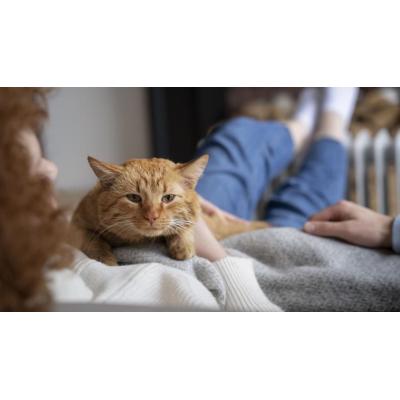 Los gatos domésticos, aliados inesperados para comprender el cáncer de mama