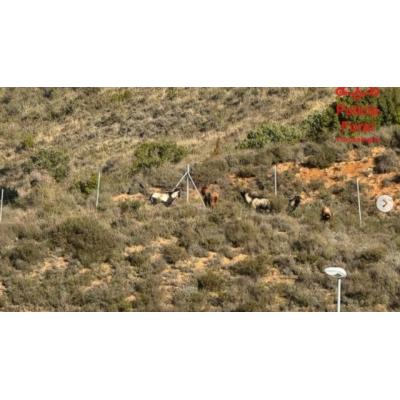 Las cabras de la A-21, abatidas por cazadores por el riesgo para la circulación en Liédena