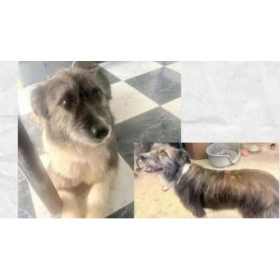 Buscan a Perla, una perra desaparecida en Mendillorri