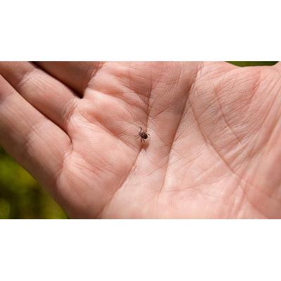 Arranca la temporada de garrapatas: qué hacer para no contraer una enfermedad grave si te pican