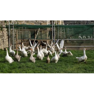 Las aves de la Taconera recuperan su libertad tras más de cuatro meses de encierro por la gripe aviar