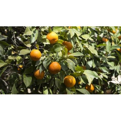 Sorprenden 'in fraganti' a tres personas robando 2.000 kilos de naranjas