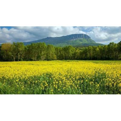Una de las floraciones que destaca National Geogpraphic para "ver ahora mismo" está en Navarra