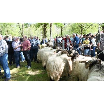 Elizondo celebra una ‘Feria de Verano’