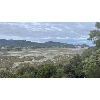 Pastos marinos, los pulmones verdes de la costa vasca