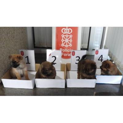 Dos investigados por abandonar a cuatro cachorros de perro en un contenedor de Cortes