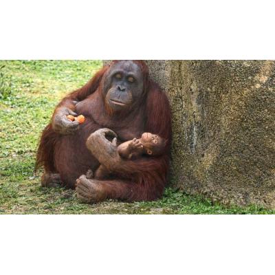 Nace una nueva cría de orangután de Borneo en el Zoo Aquarium de Madrid