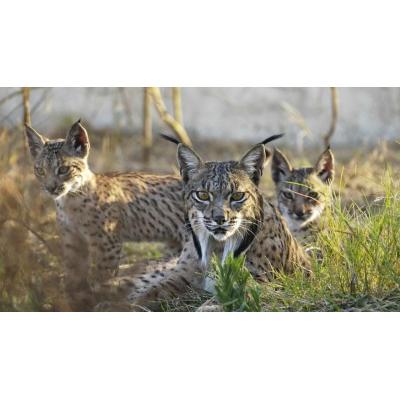 Los primeros linces ibéricos sueltos en Aragón exploran el Valle del Ebro