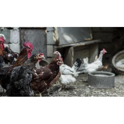 El Gobierno central levanta el confinamiento de las aves de corral ante la remisión de la gripe aviar