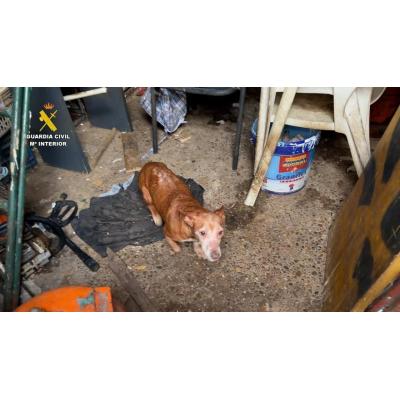 Imputados en Navarra por maltrato animal y por quebrantar la prohibición de tener perros
