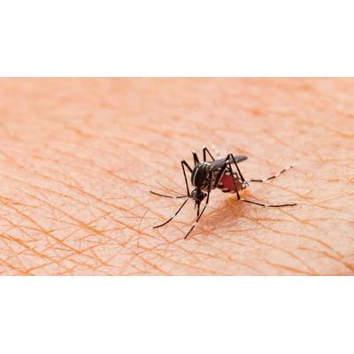 Adiós a los mosquitos: la solución "con montaje sencillo de Lidl" para la que no se necesita ni taladros ni ser un experto
