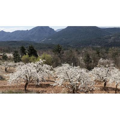 La explosión floral de los cerezos de La Bureba un espectáculo primaveral inolvidable