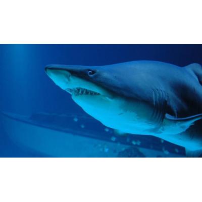 Un turista español pierde una pierna tras ser atacado por un tiburón durante su luna de miel en Maldivas