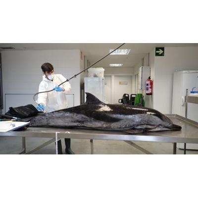 Sareus, al rescate de los animales marinos varados en las playas vascas