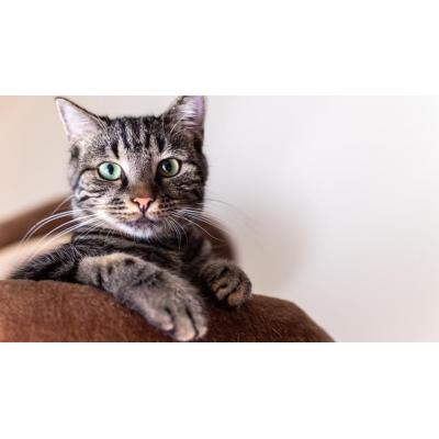 Navarra, la comunidad que más conexión afirma tener con sus gatos