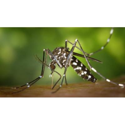 Navarra activa la vigilancia del mosquito tigre tras detectar su expansión en 17 municipios