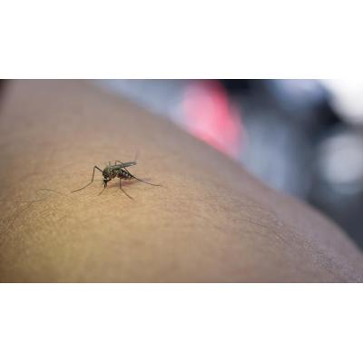 Navarra registra 9 casos de enfermedad por picaduras de mosquitos en lo que va de año