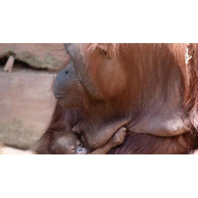 Nace un orangután de Borneo en Bioparc Fuengirola, especie en peligro crítico de extinción