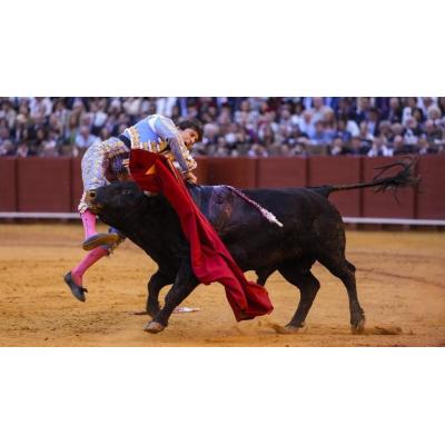 Roca Rey, "muy grave" en Sevilla con una tremenda cornada de 35 centímetros