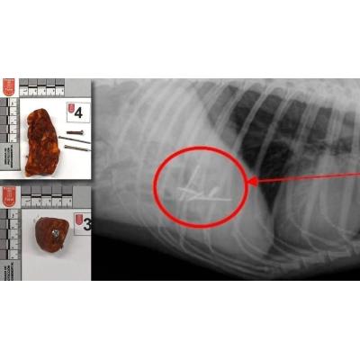 Identificado el presunto autor de cebos dañinos para animales en la Comarca de Pamplona