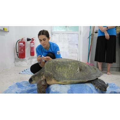 Del campus a los arrecifes: la otra cara de vivir en Maldivas salvando animales