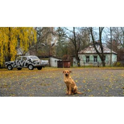 La fauna que volvió a Chernóbil