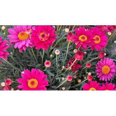 Siete flores de primavera para dar color a balcones y terrazas