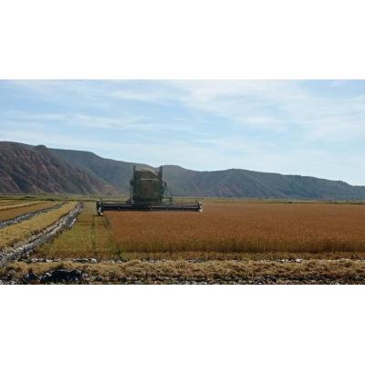 El arroz navarro espera protección de la UE frente a importaciones sin aranceles de países como Camboya