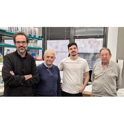 Identifican una proteína "clave" en la respuesta inflamatoria frente a las infecciones